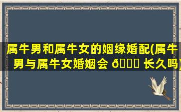 属牛男和属牛女的姻缘婚配(属牛男与属牛女婚姻会 🐝 长久吗)